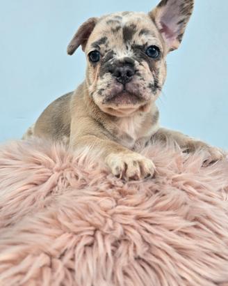 Bulldog francese occhi azzurri