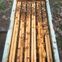 Nuclei api 6 telaini