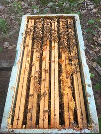 Nuclei api 6 telaini