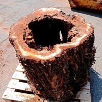 Rondelle di tronco adatte per realizzare tavolino 