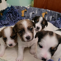 Cuccioli di Jack Russell terrier