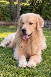 Golden Retriever Americano disponibile per monta