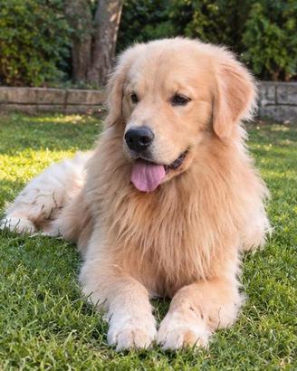 Golden Retriever Americano disponibile per monta