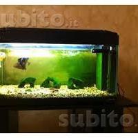 Acquario Koro75