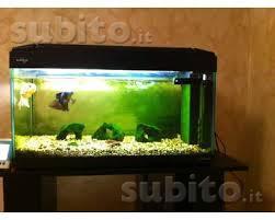 Acquario Koro75