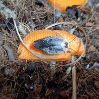 Gyna caffrorum, blatta cromata, blatta porcellana