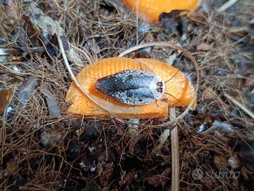 Gyna caffrorum, blatta cromata, blatta porcellana