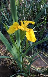 Iris gialla