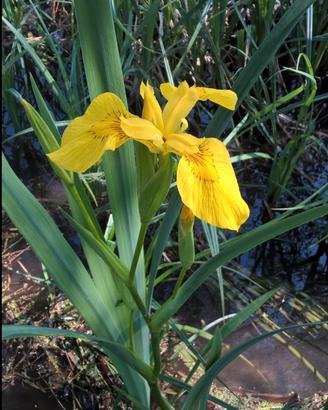 Iris gialla