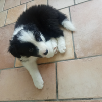 Cuccioli di border colli