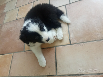 Cuccioli di border colli