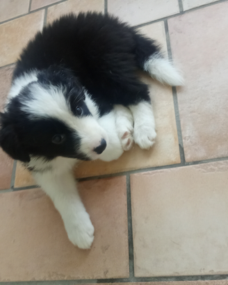 Cuccioli di border colli