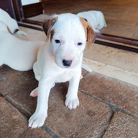 Jack Russell Terrier