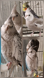 Calopsite coppia riproduttiva sessolegata