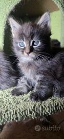 6 maine coon vogliono coccole 
