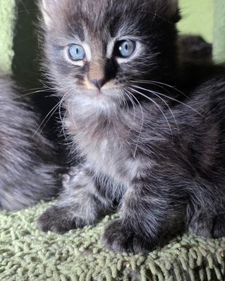 6 maine coon vogliono coccole 
