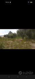 Terreno ad uliveto a Corigliano calabro