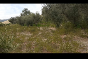Terreno ad uliveto a Corigliano calabro