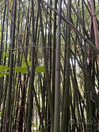 Canne di bambu come desideri