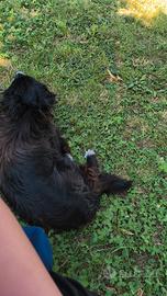 Tenere cani e animali 365 giorni l' anno