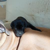 Cane corso