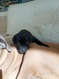 Cane corso