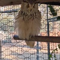 Disponibili gufi siberiani