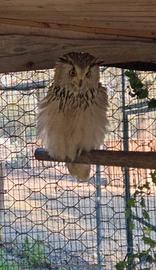 Disponibili gufi siberiani