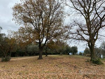Terreno uliveto parco attrezzato