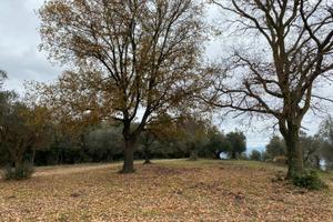 Terreno uliveto parco attrezzato