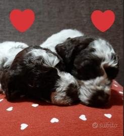 Cuccioli Lagotto Romagnolo pedigree Roy