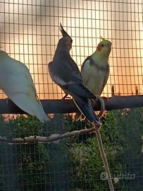 calopsiti