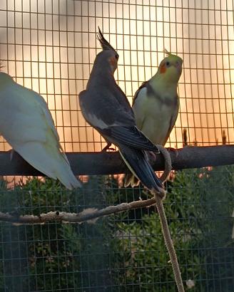 calopsiti