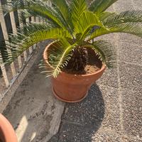 Cicas cycas