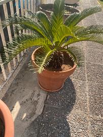Cicas cycas