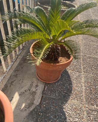 Cicas cycas