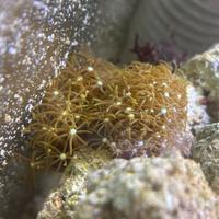 Disponibile corallo Briareum