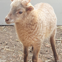 Agnello pecora d'ouessant