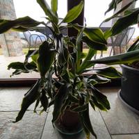 tronchetto della felicità 