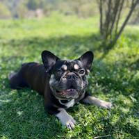 Bulldog francese esotico disponibile per monta