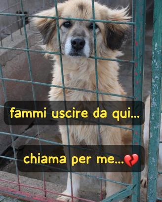 MINNIE 8 ANNI taglia media