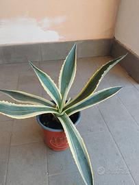 agave 