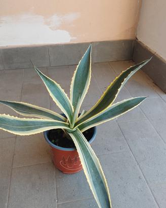 agave 
