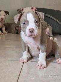Maschio american bully