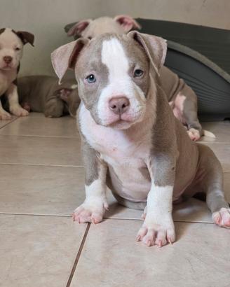 Maschio american bully