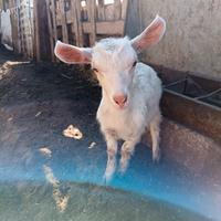 Capretti da riproduzione