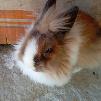 Coniglio testa di leone