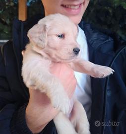 Golden Retriever  