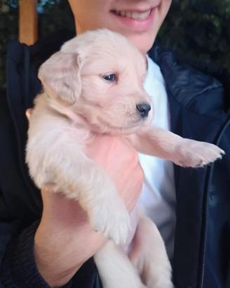 Golden Retriever  