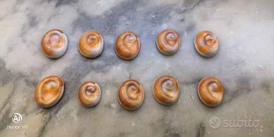 Occhio di Santa Lucia Originale